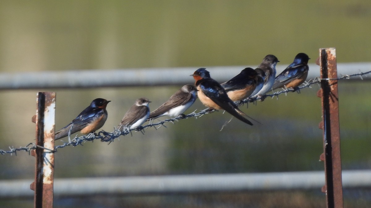 Golondrina Común - ML235424291