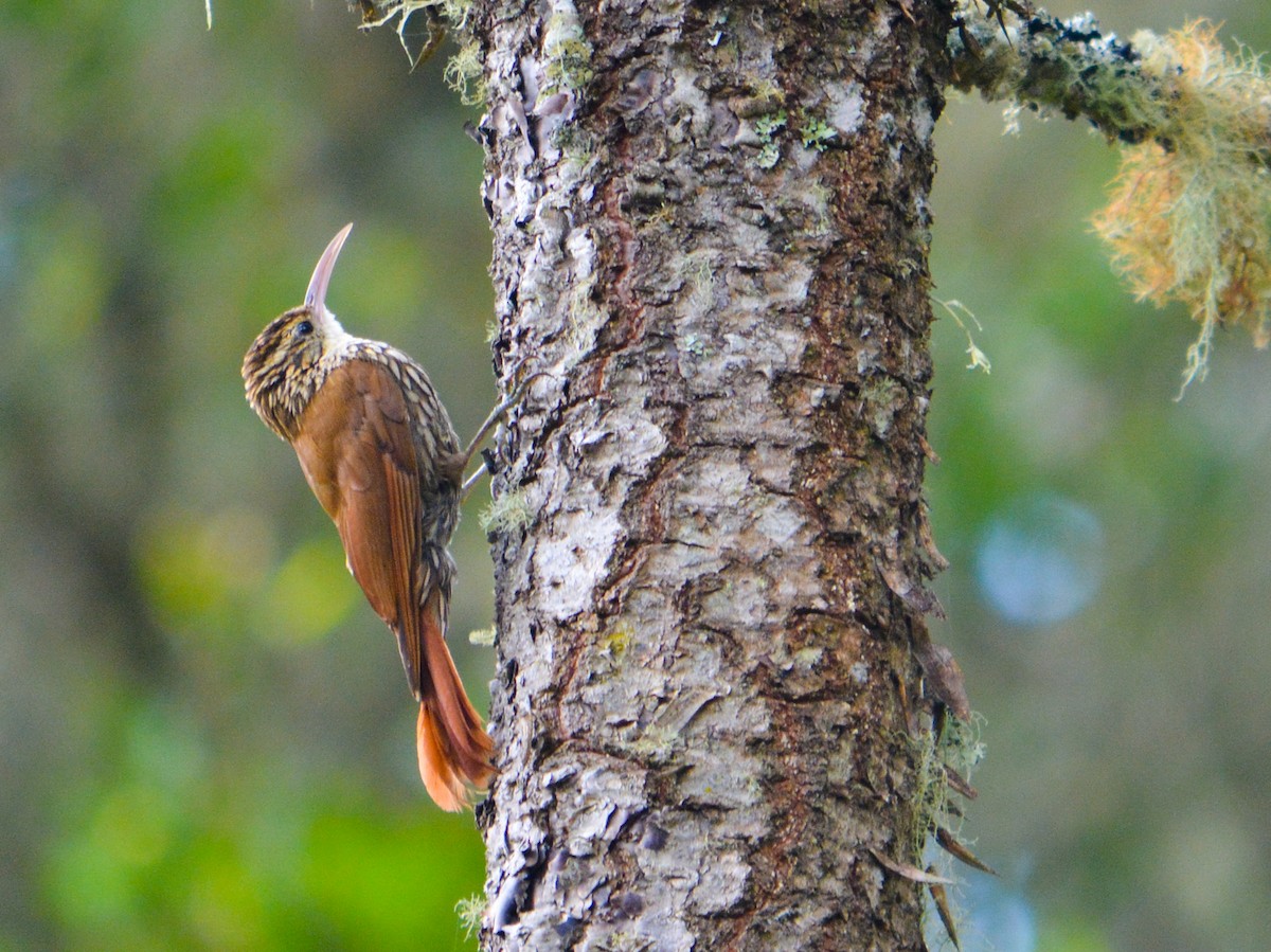Scalloped Woodcreeper - João Gava Just