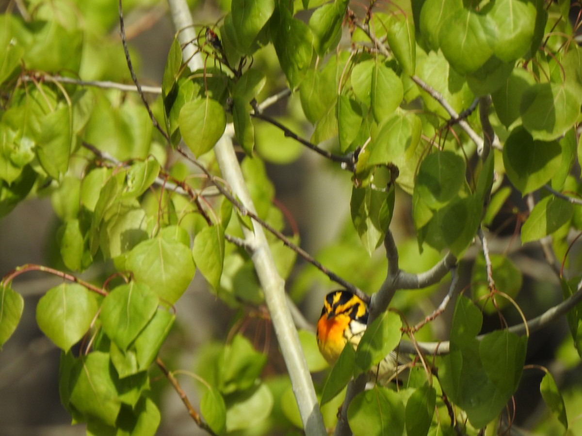 Blackburnian Warbler - ML235424971