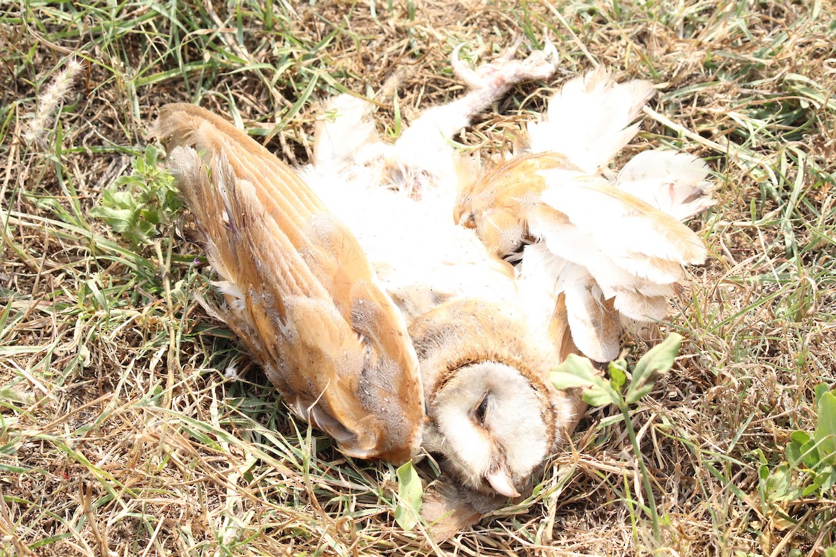 Barn Owl - ML23542501