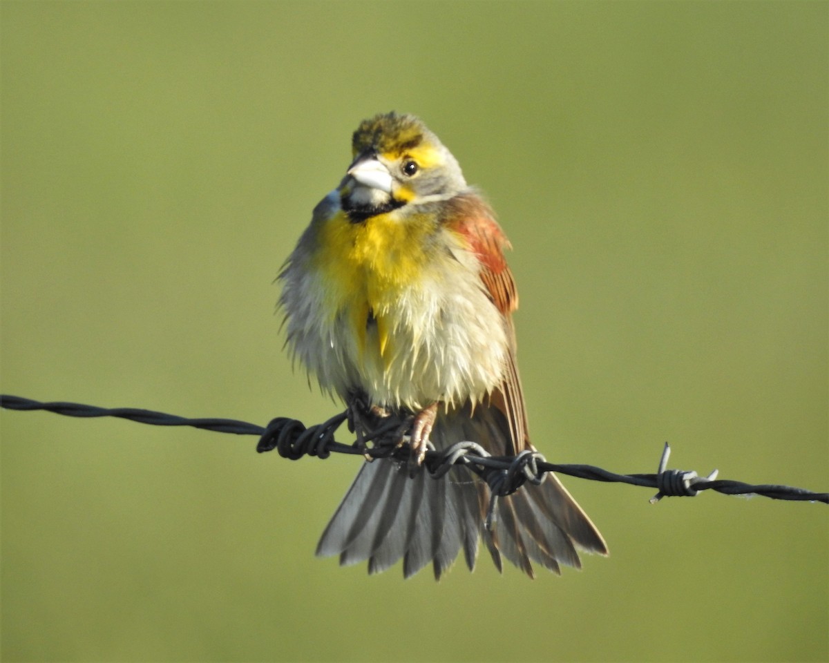 Dickcissel - ML235425041