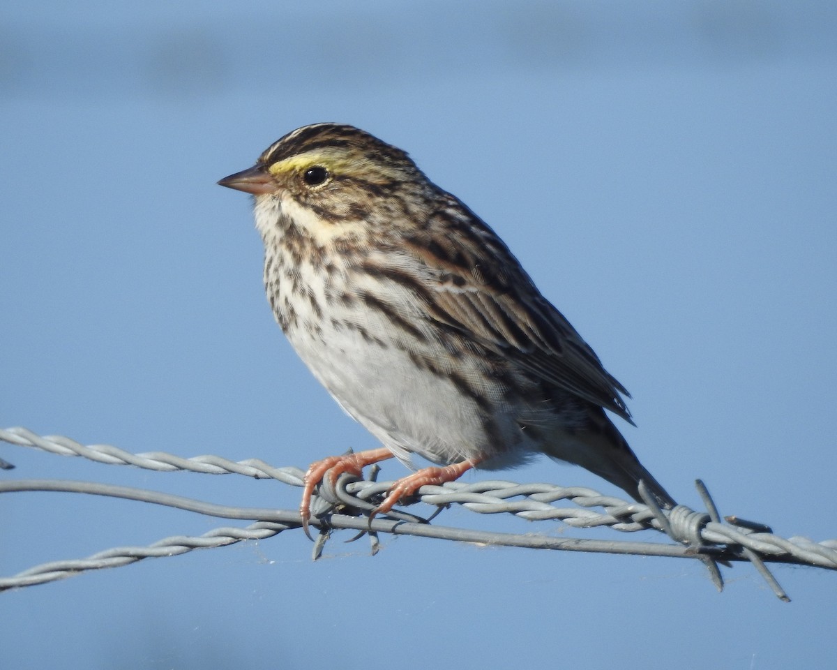 Savannah Sparrow - Rick Kittinger