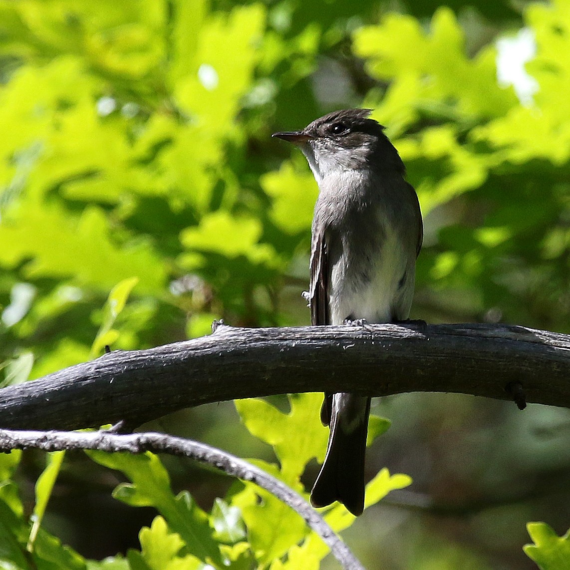 Western Wood-Pewee - ML235427691