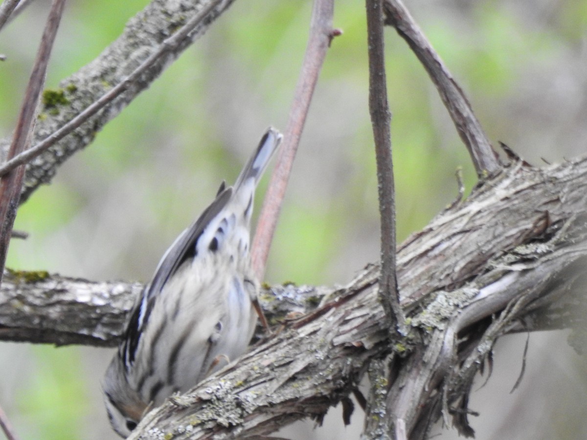 Black-and-white Warbler - ML235427741