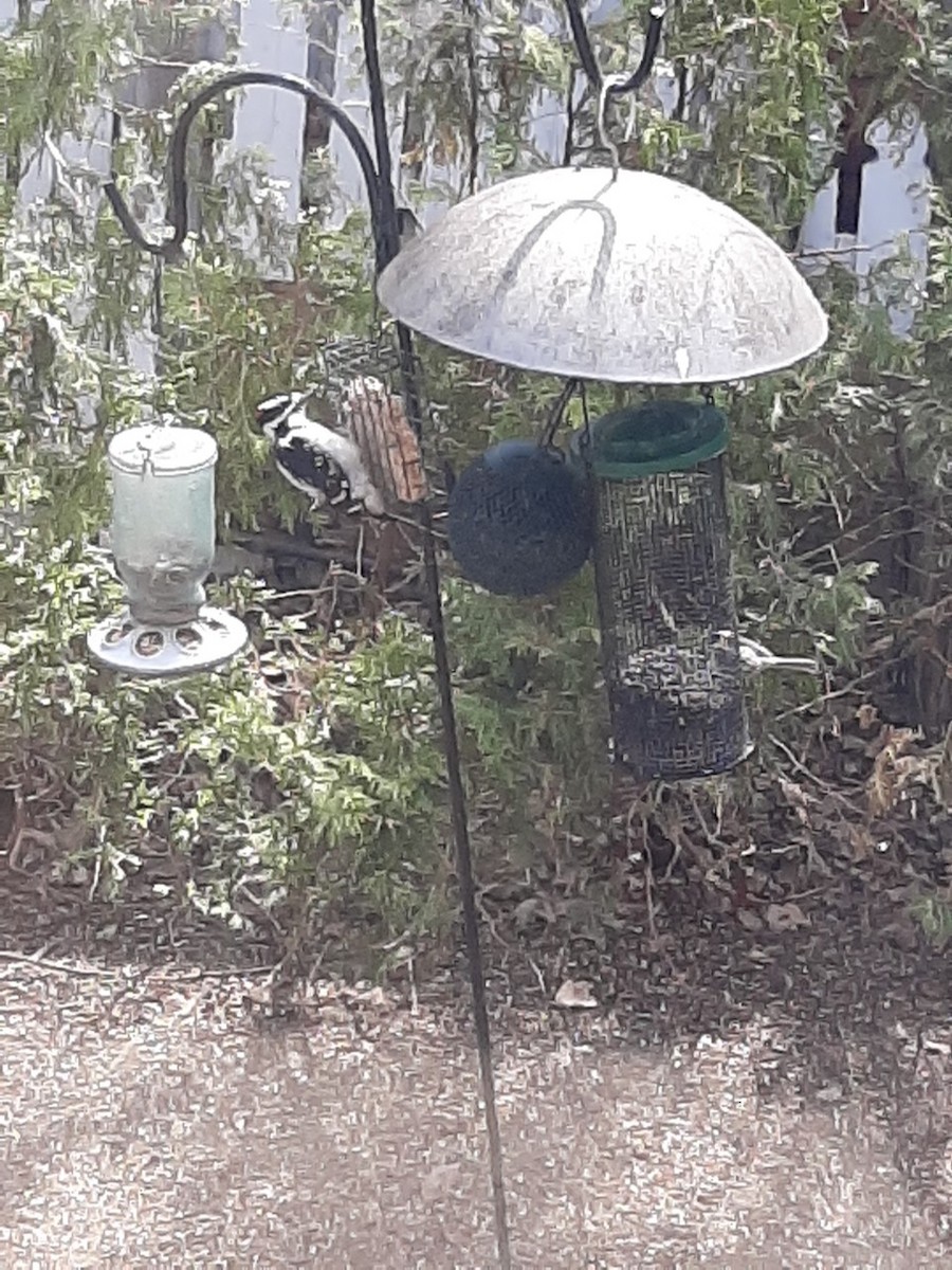 Hairy Woodpecker - ML235429191