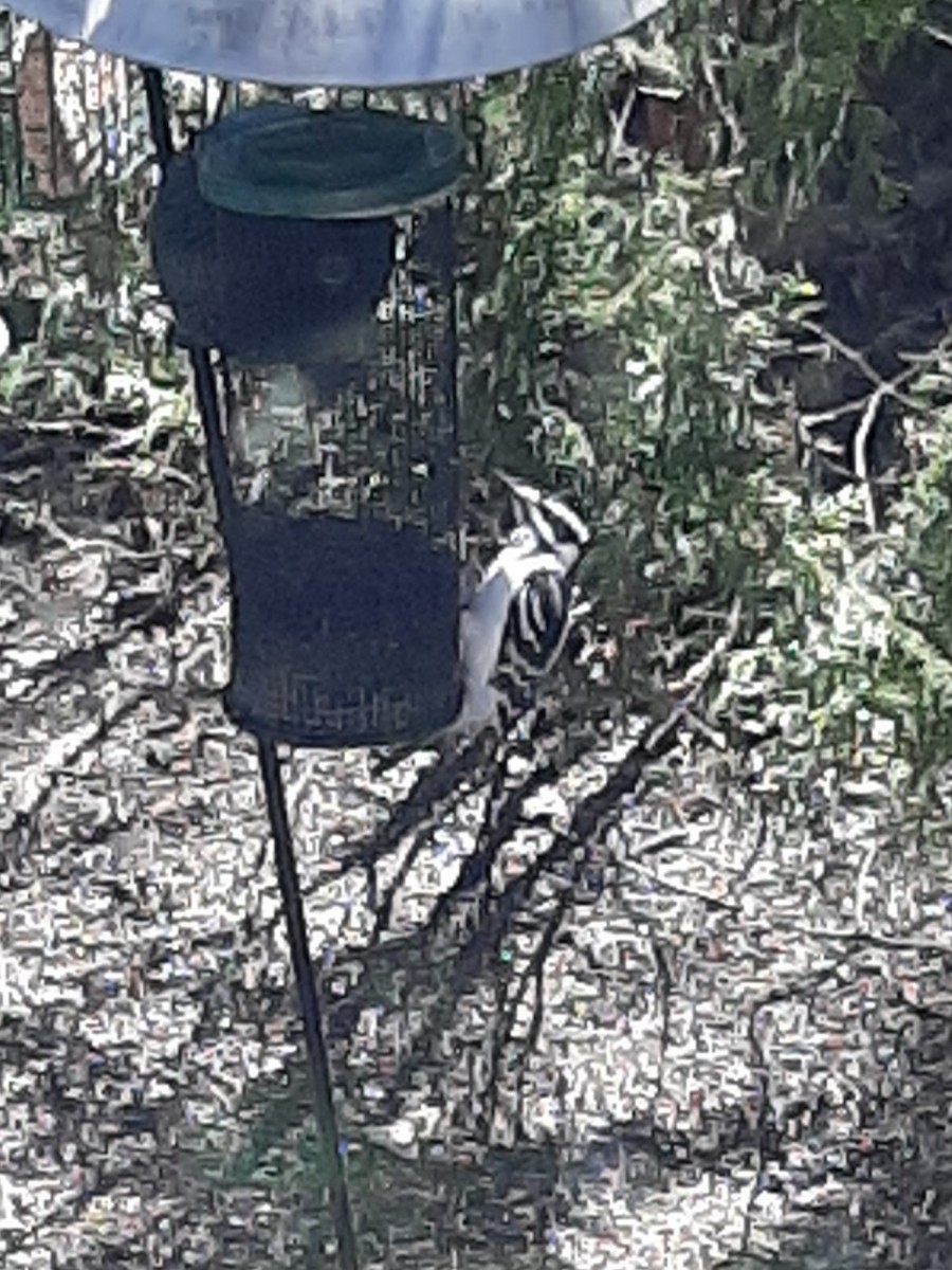 Hairy Woodpecker - ML235429291