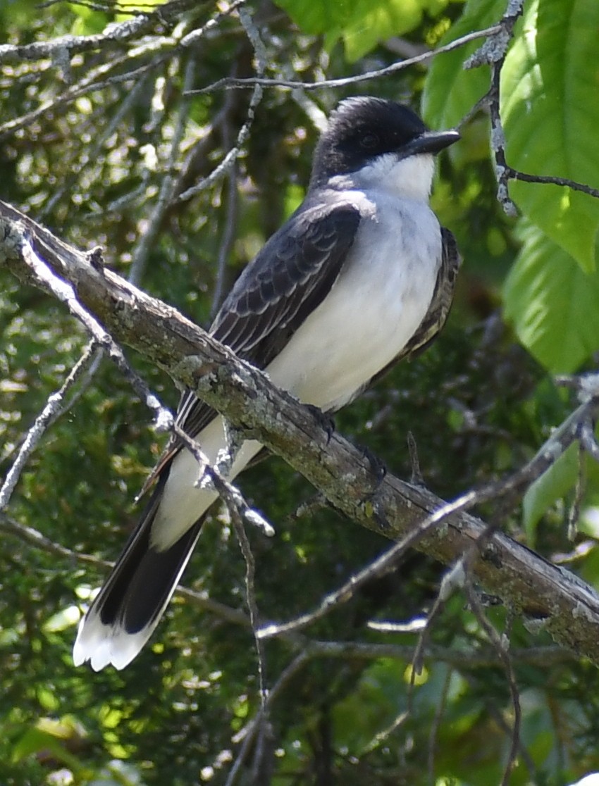 Eastern Kingbird - Edward Clark