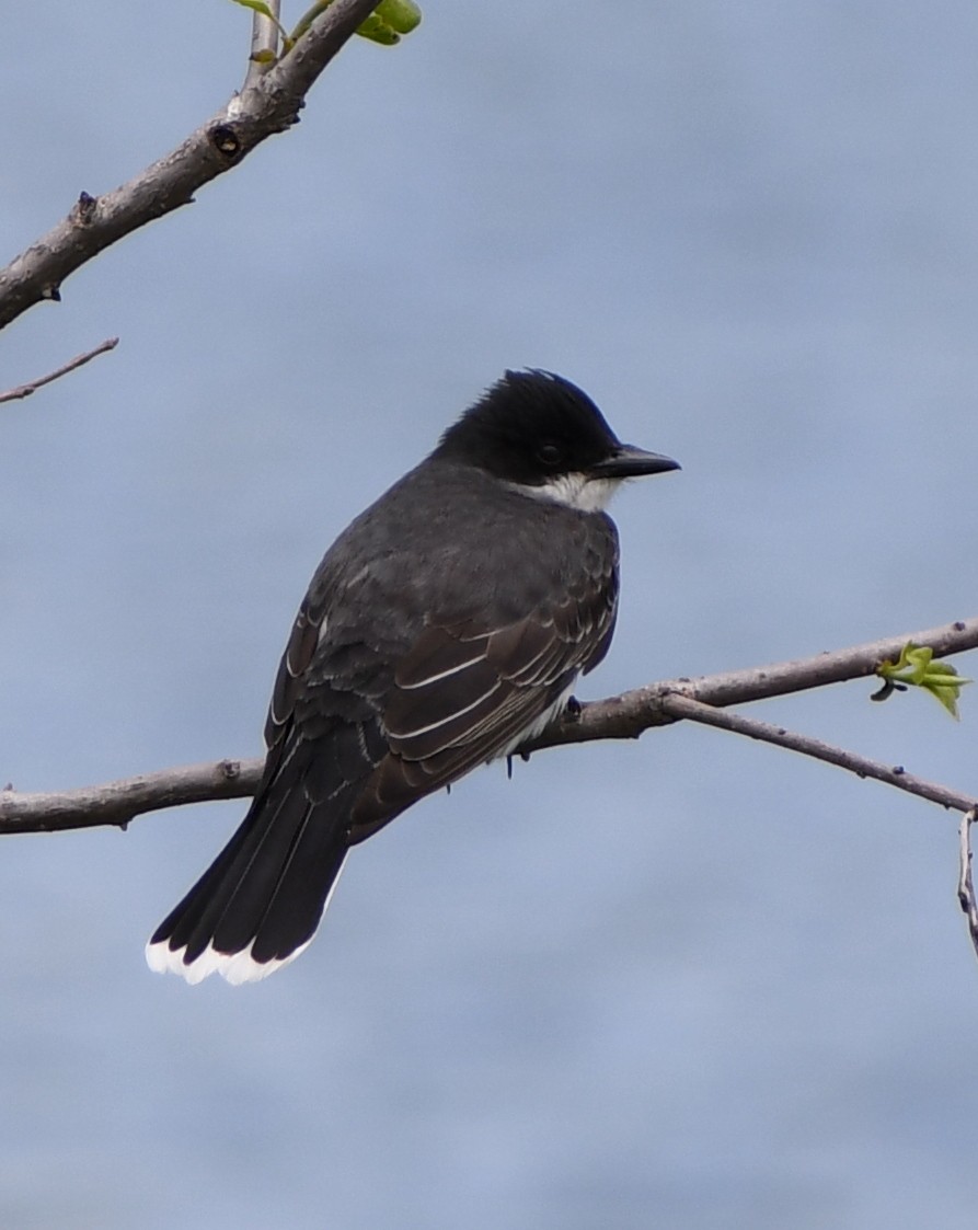 Eastern Kingbird - Edward Clark