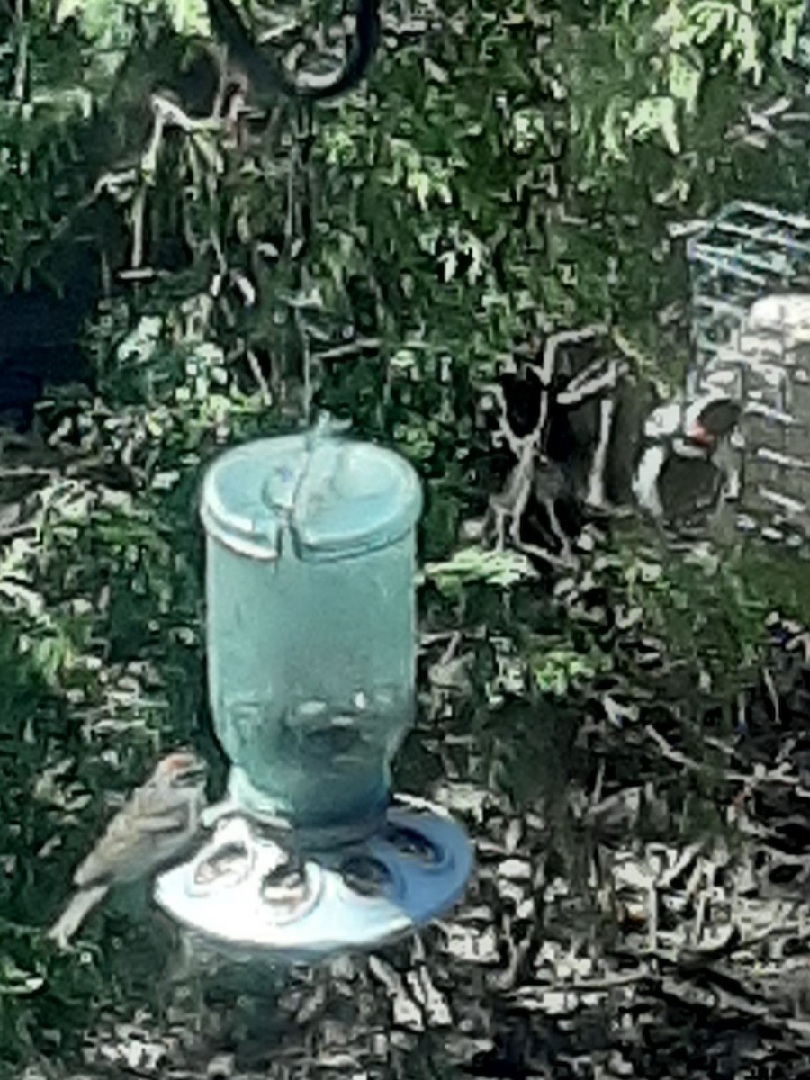 Chipping Sparrow - Christine Bishop