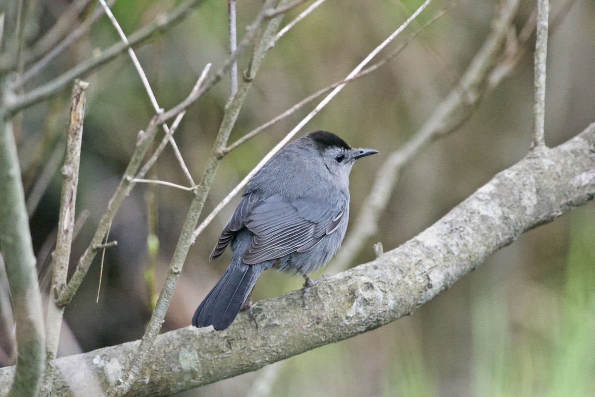 Gray Catbird - ML235430911