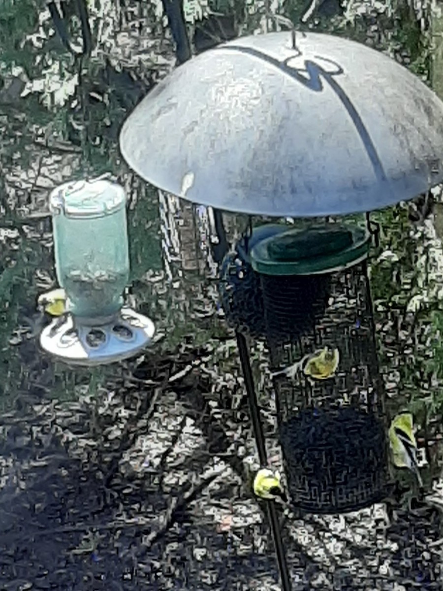 American Goldfinch - ML235431461