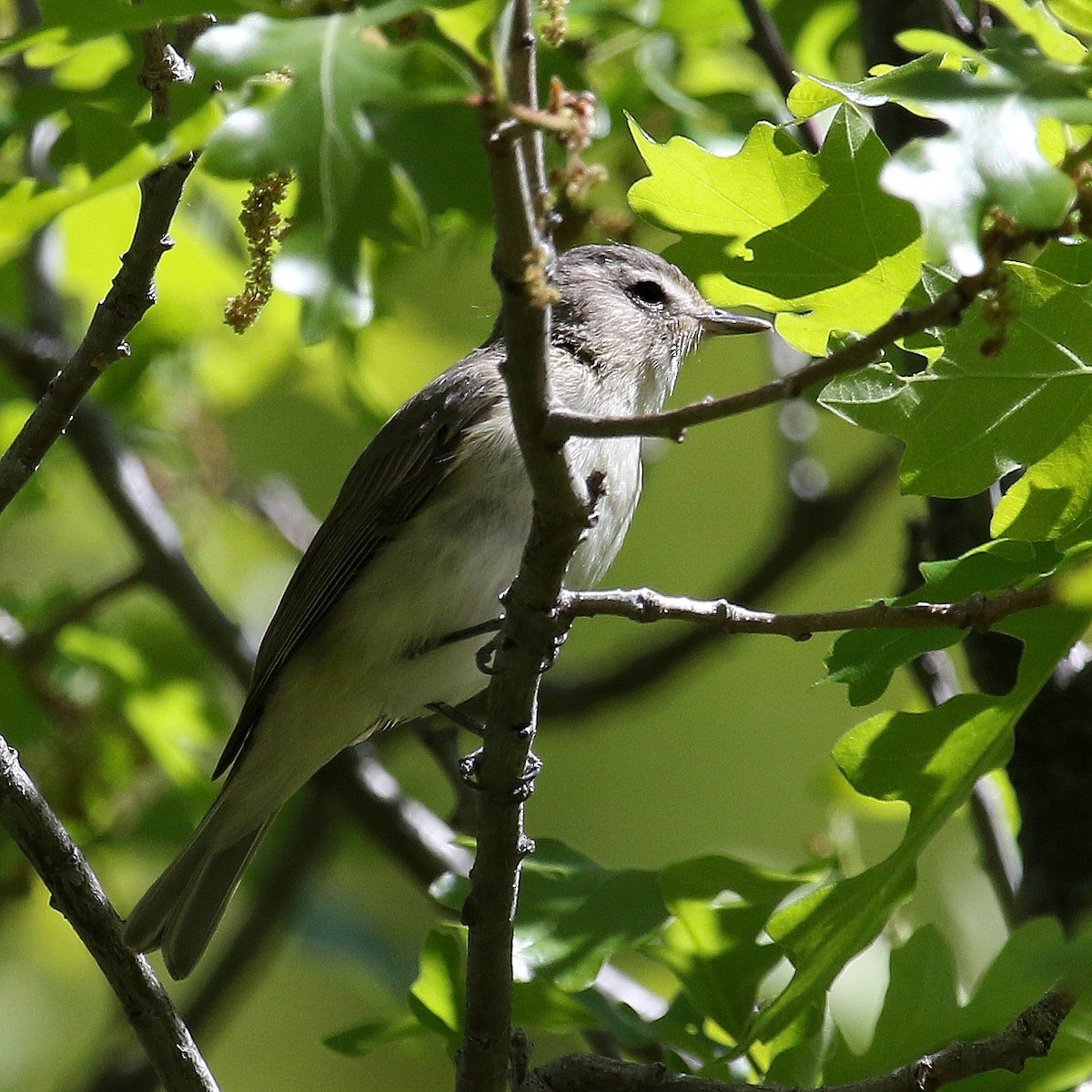 Ötücü Vireo - ML235432011