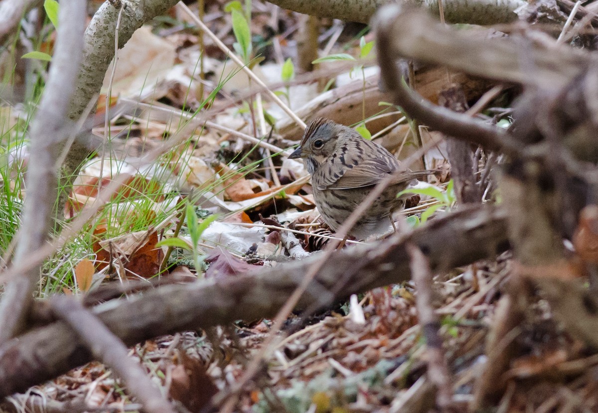 Lincoln's Sparrow - ML235432401