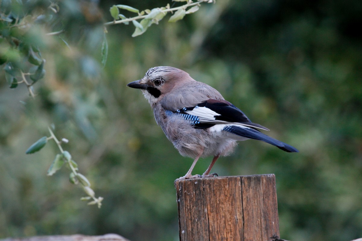 eBird Checklist - 3 Jul 2015 - Aggius - 22 species