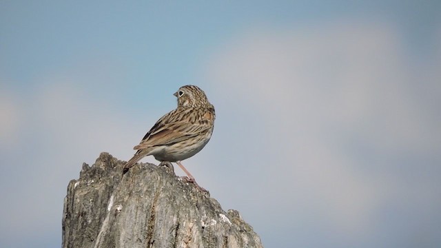 Vesper Sparrow - ML235432861