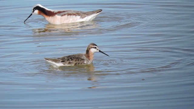 hvithalesvømmesnipe - ML235433281