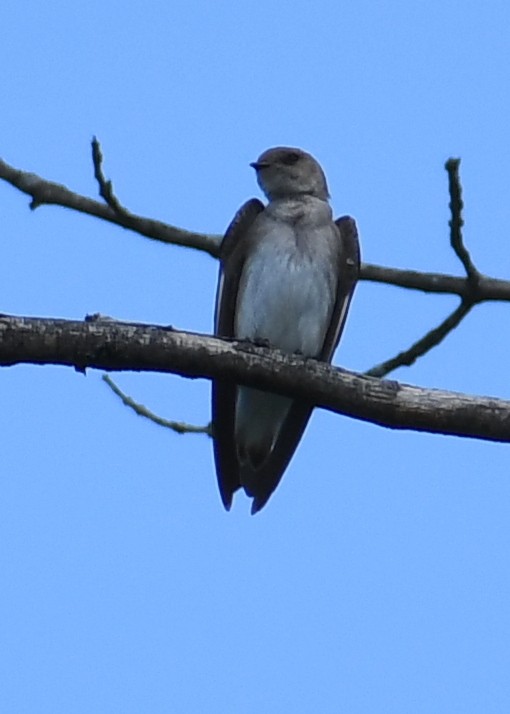 Northern Rough-winged Swallow - ML235433431