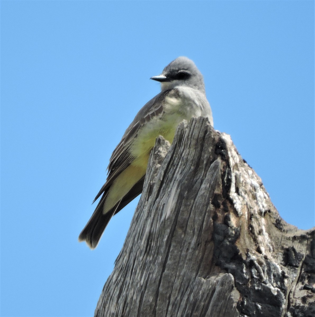 Cassin's Kingbird - Daniel Casey