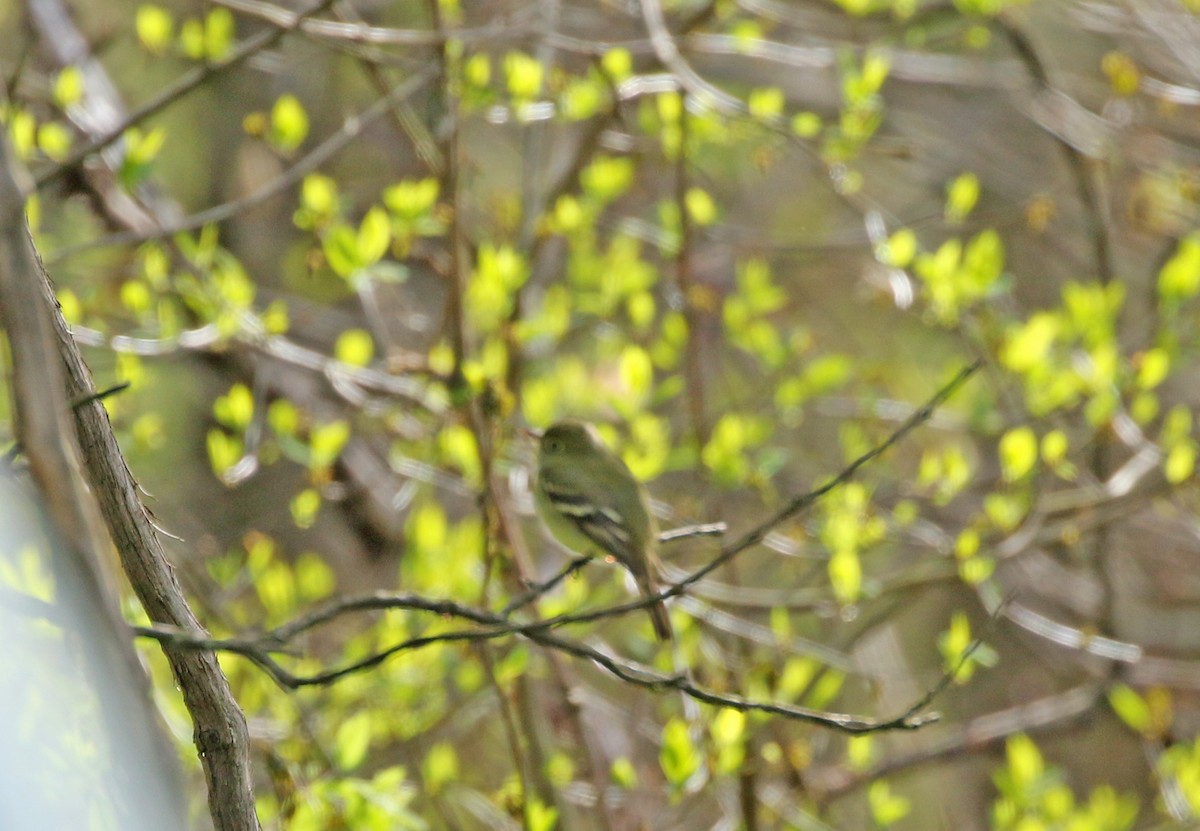 Least Flycatcher - Elizabeth Brensinger