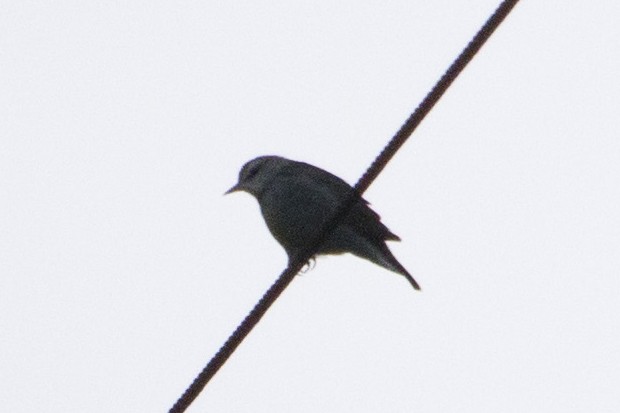 Swainson's Warbler - ML235437651