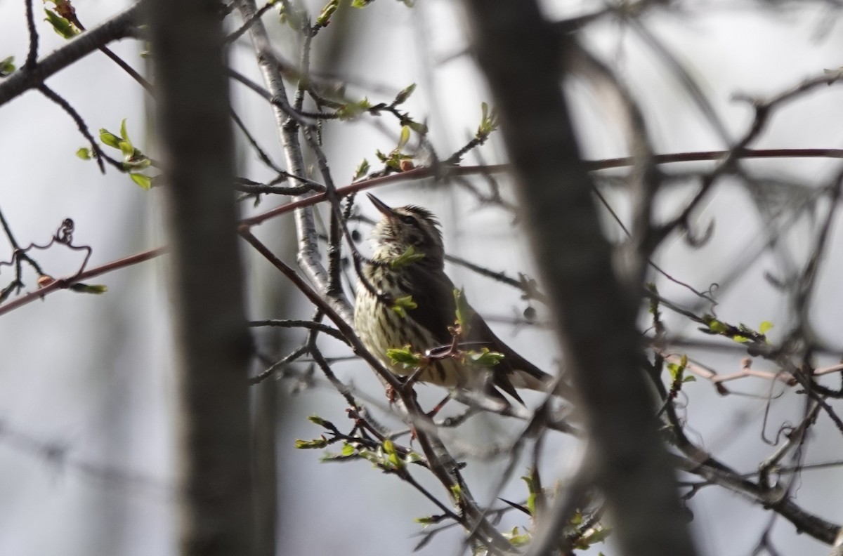 Northern Waterthrush - ML235439381