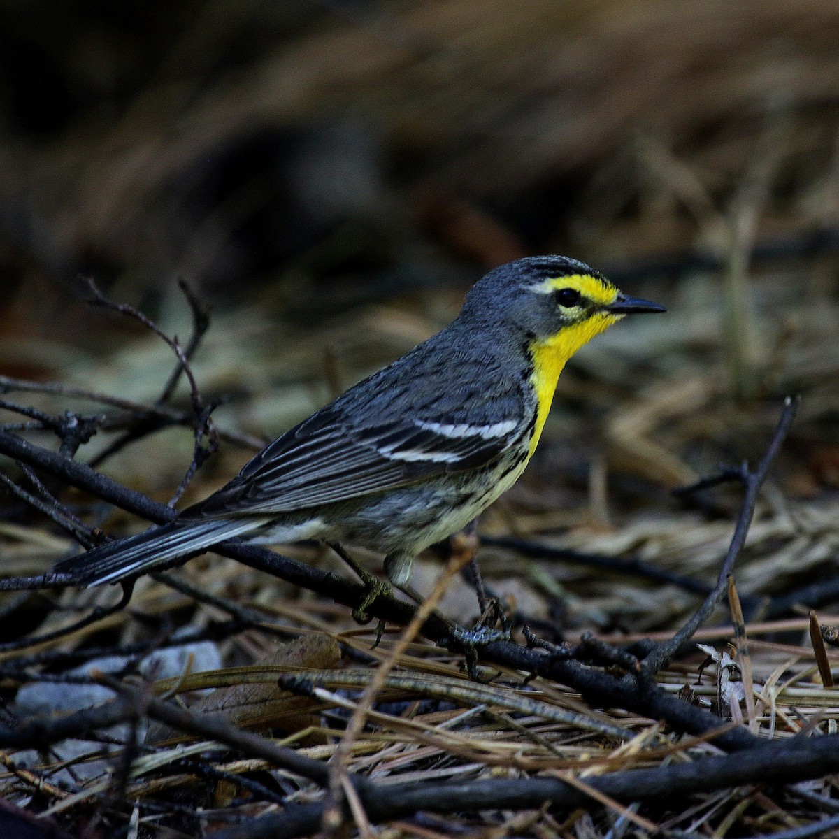 Grace's Warbler - ML235439671