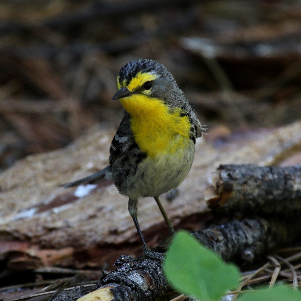 Grace's Warbler - ML235440191