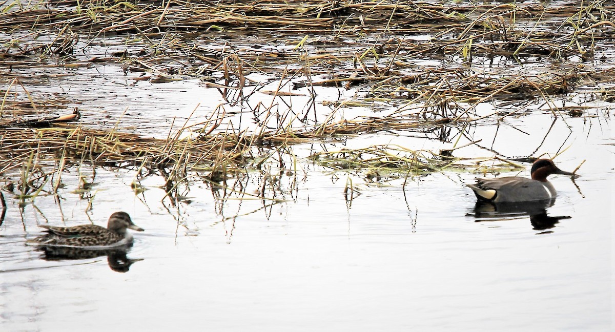 Green-winged Teal - ML235440821