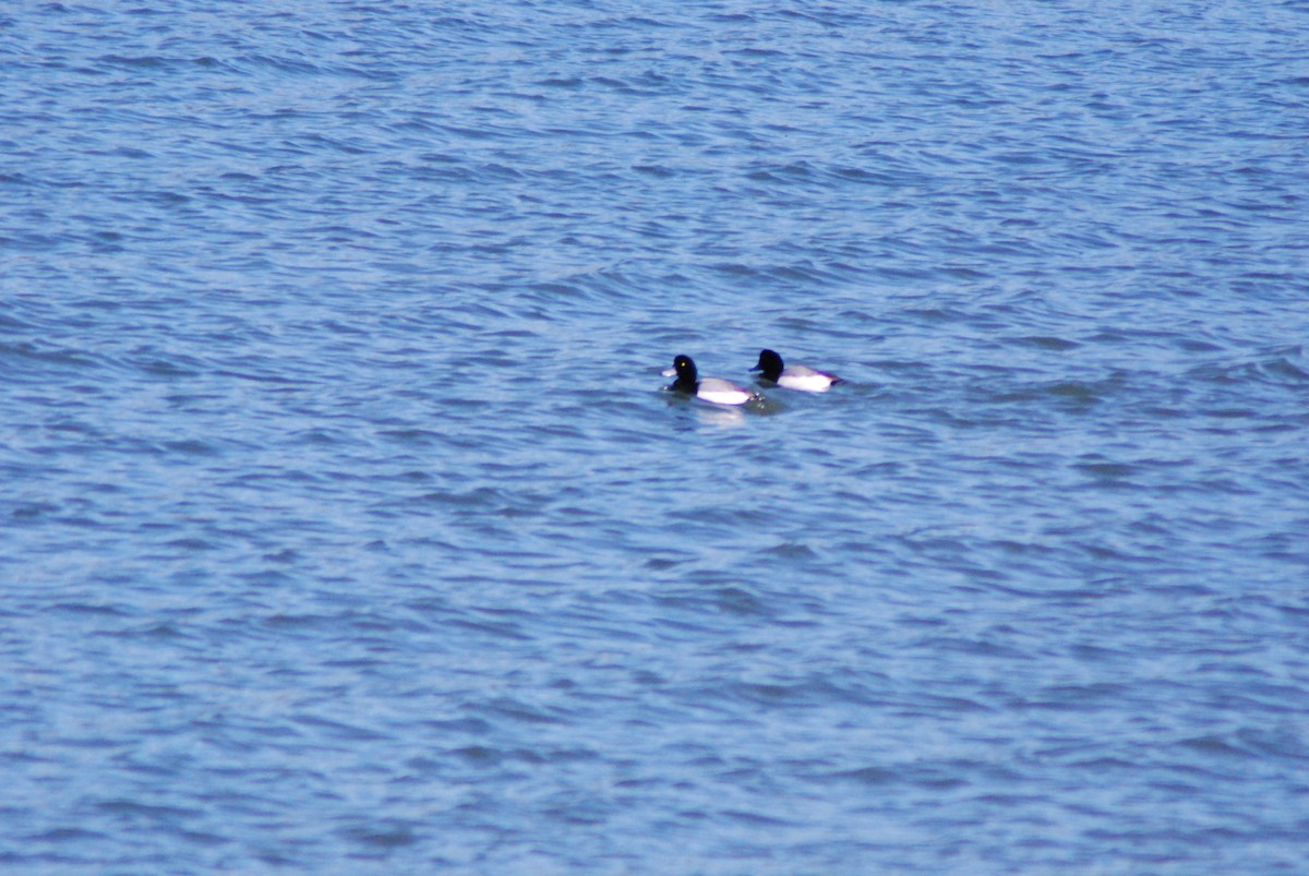 Greater/Lesser Scaup - ML23544131