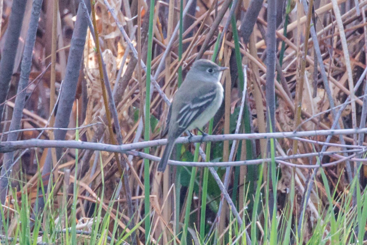 Dusky Flycatcher - ML235441391