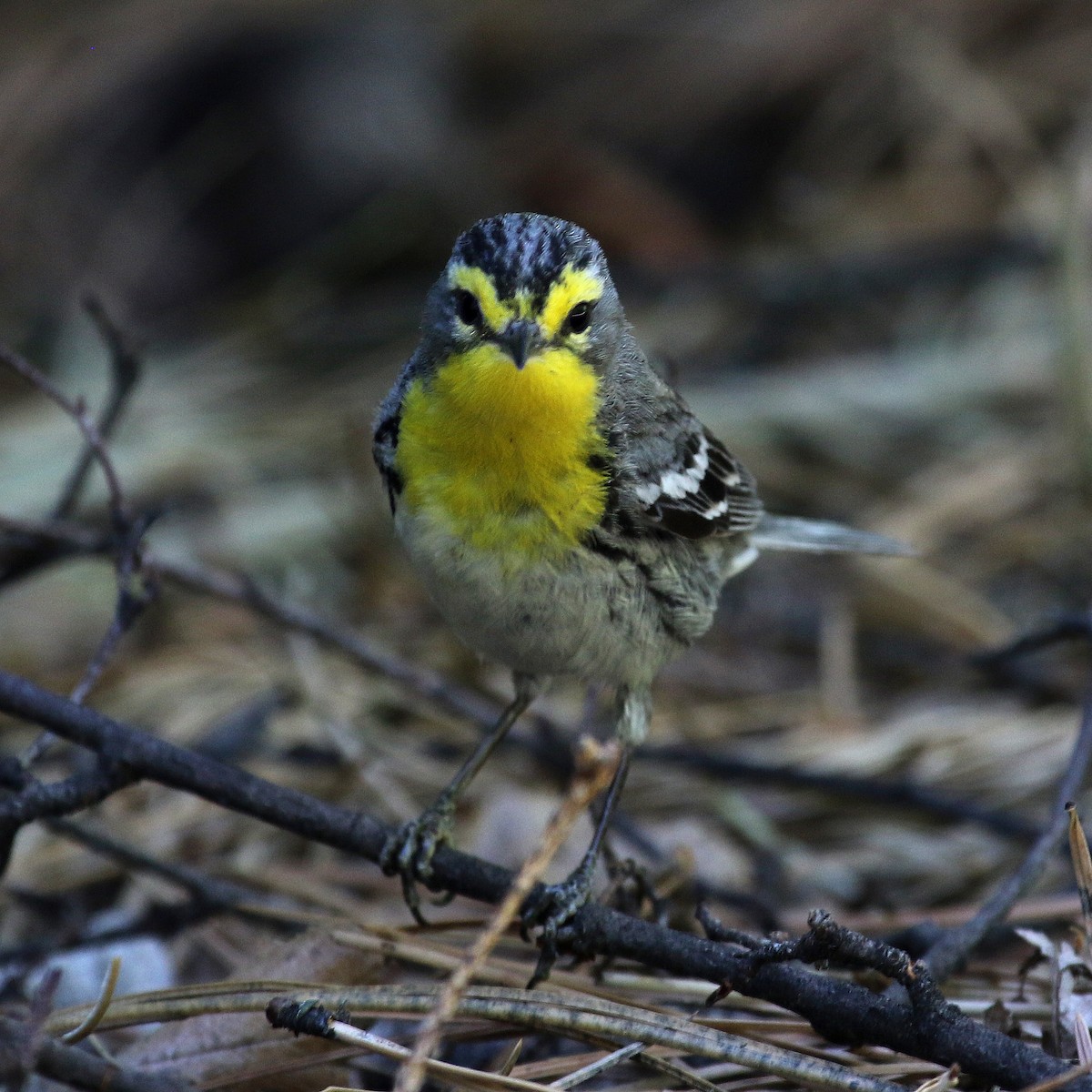 Grace's Warbler - ML235441681