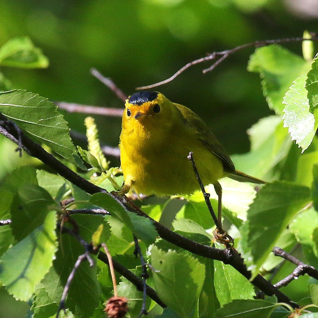 Wilson's Warbler - ML235442121