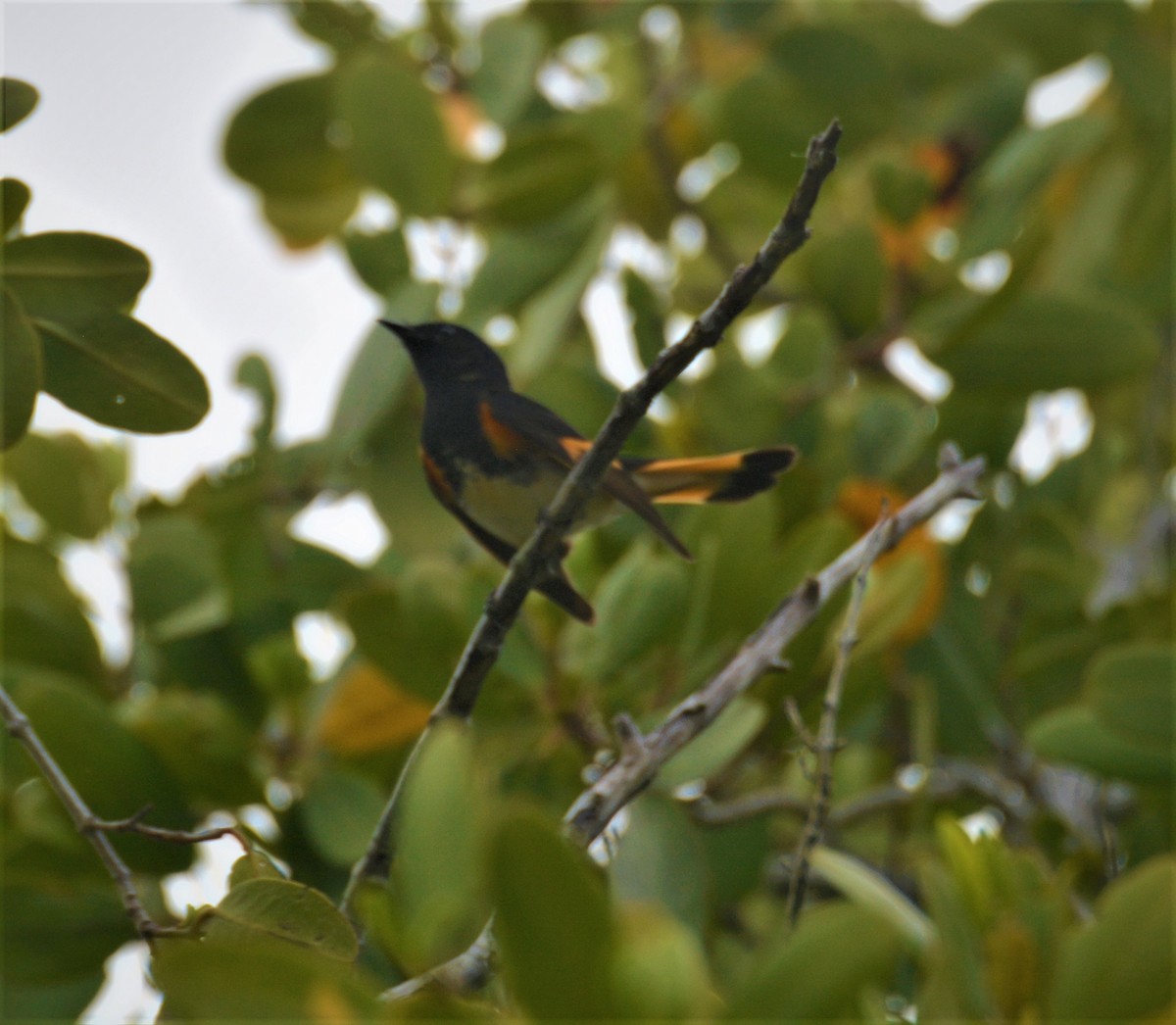 American Redstart - ML235442371