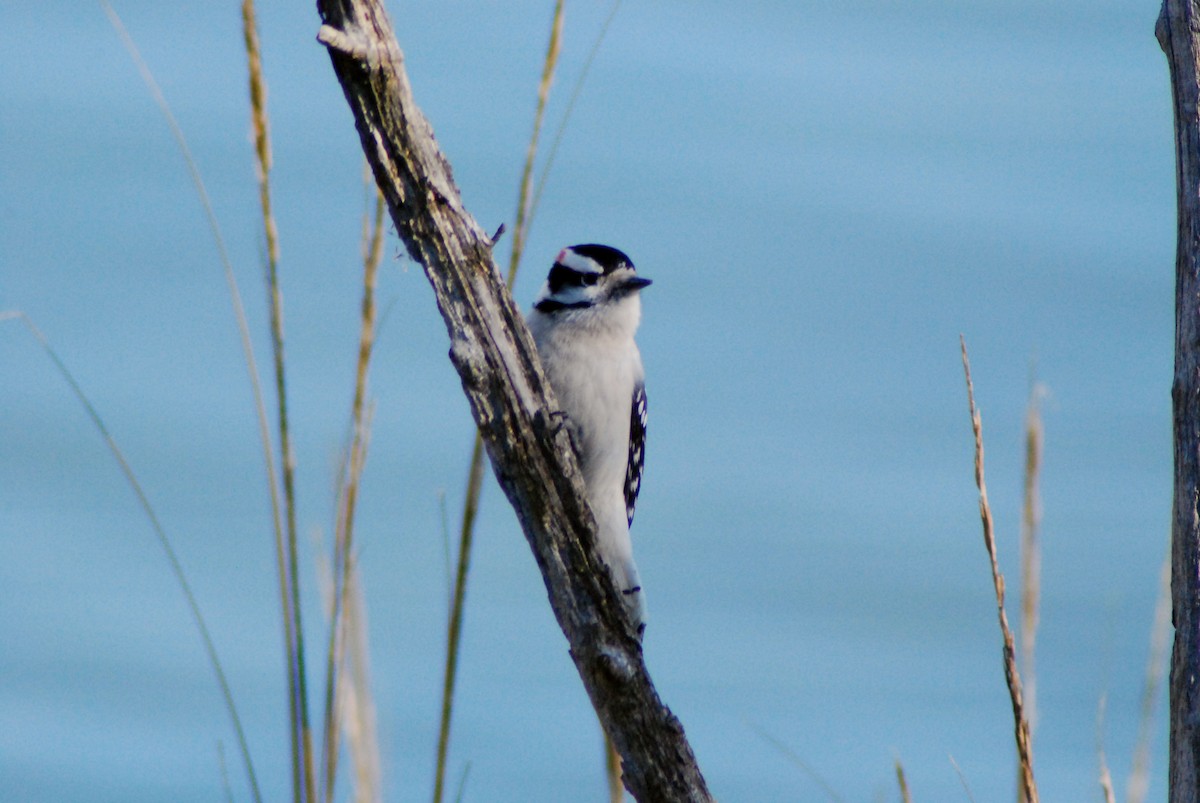 Downy Woodpecker - ML23544341