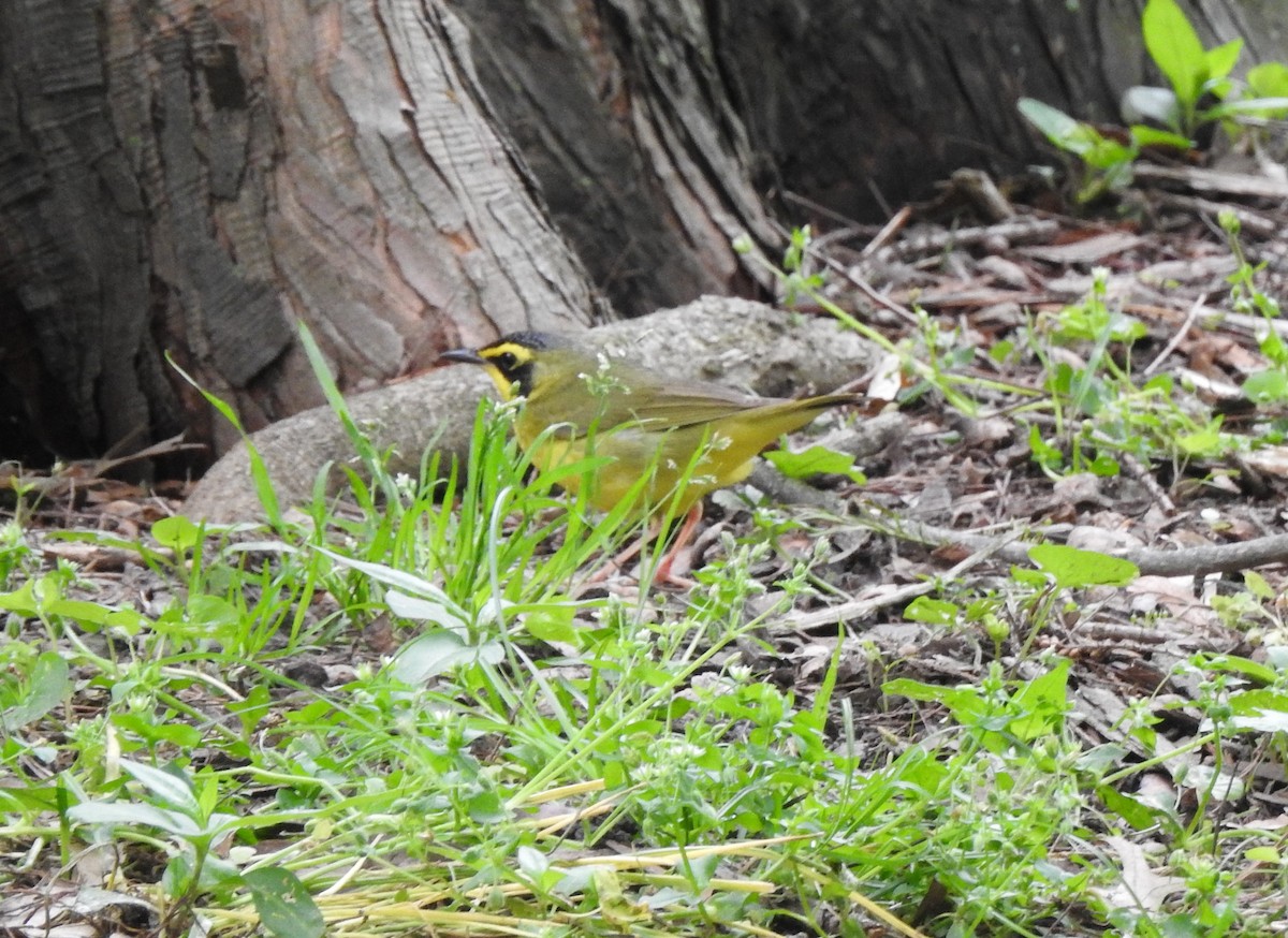 Kentucky Warbler - Mike Thelen