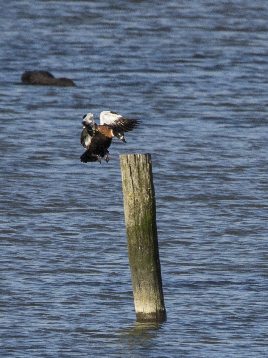 Australian Shelduck - ML235446181