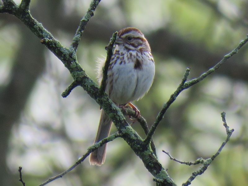 Song Sparrow - ML235446601