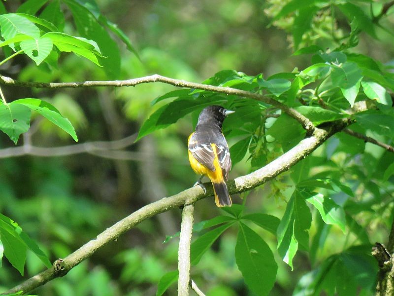 Baltimore Oriole - ML235447051