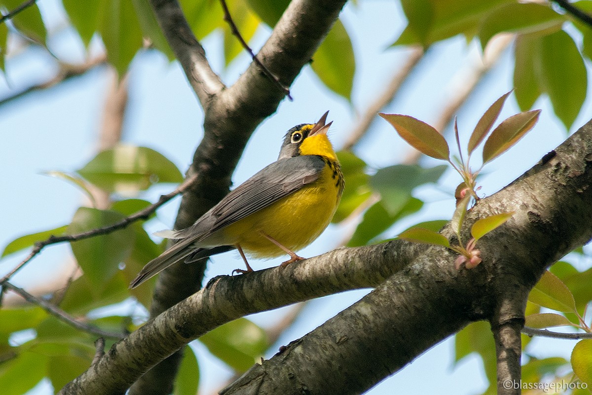 Canada Warbler - ML235448901