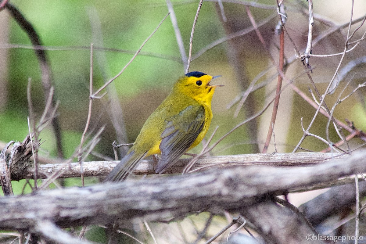 Wilson's Warbler - ML235449101