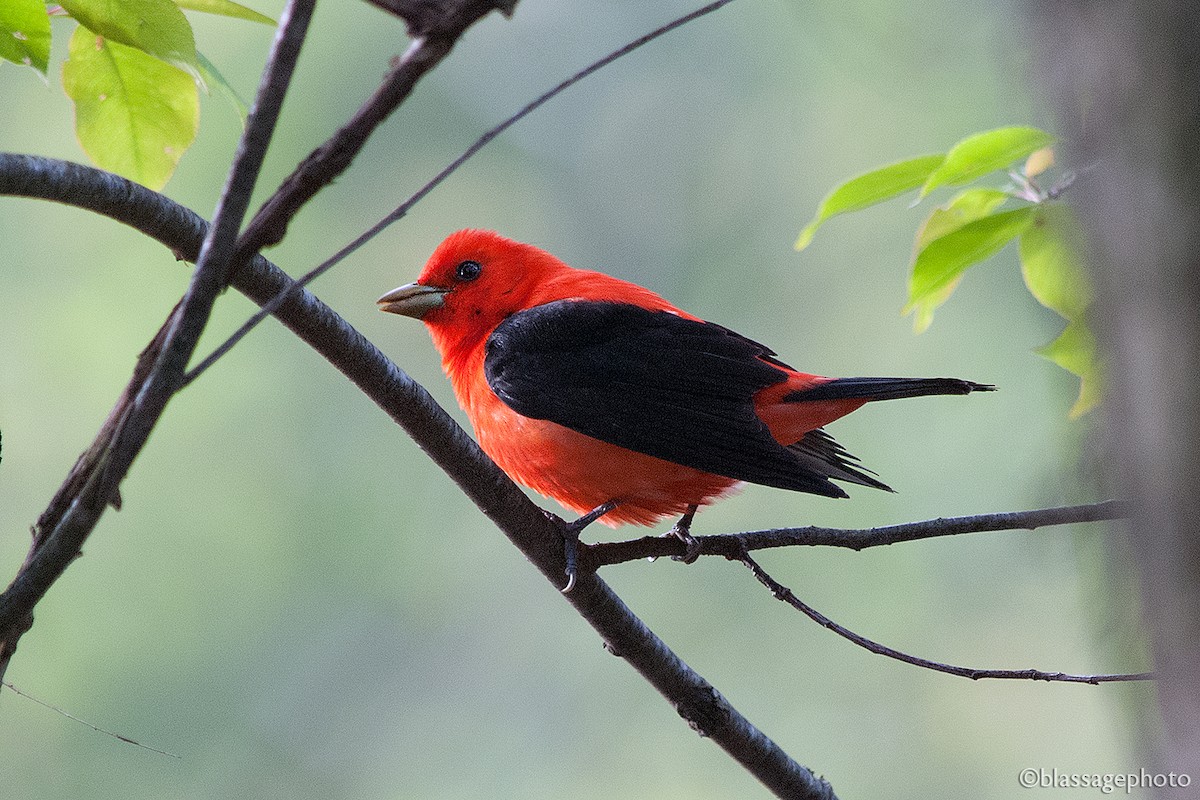 アカフウキンチョウ - ML235449351