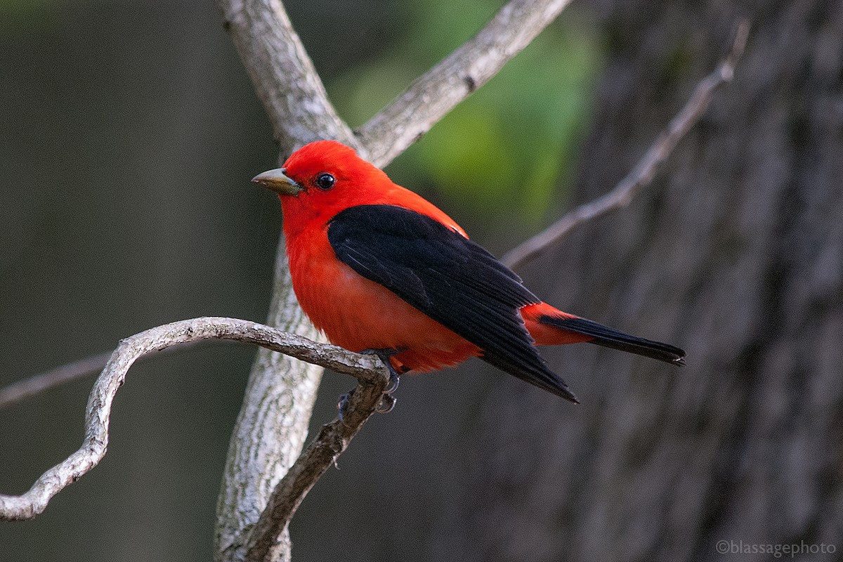 Scarlet Tanager - ML235449471