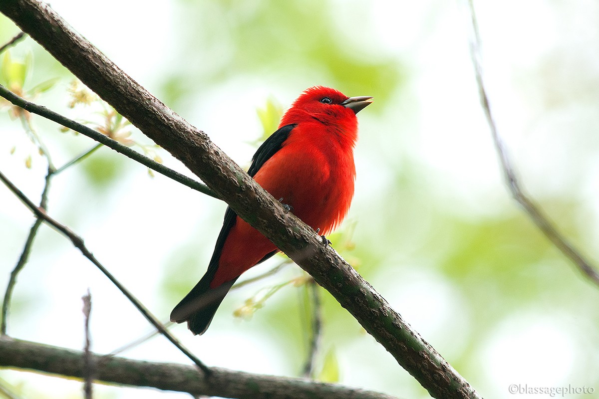 Scarlet Tanager - ML235449561