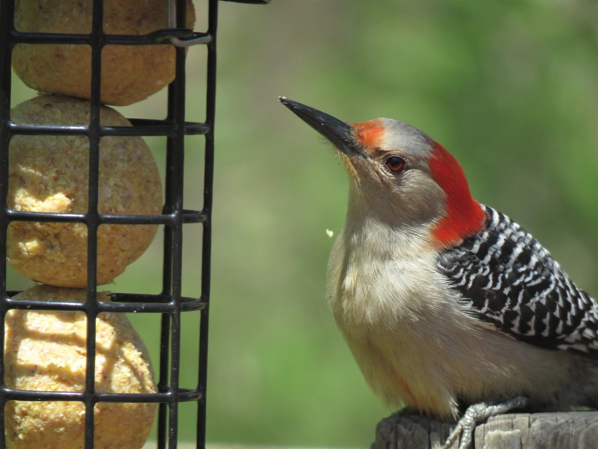 Red-bellied Woodpecker - ML235451461