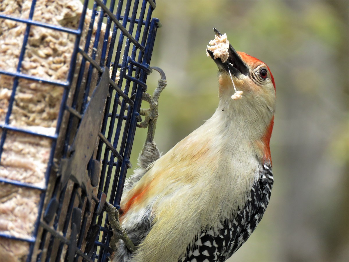 Red-bellied Woodpecker - ML235451521