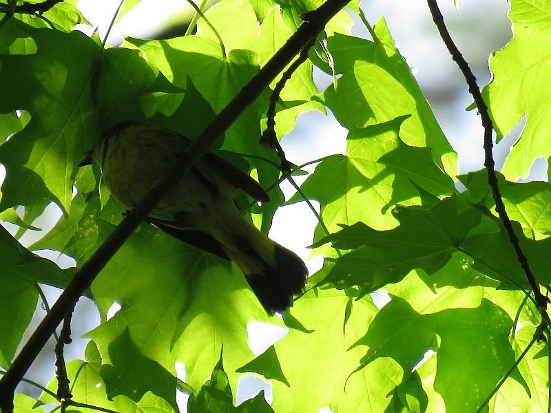 American Redstart - Tracy The Birder