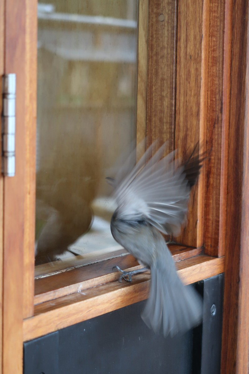 Gray Shrikethrush - ML235452281