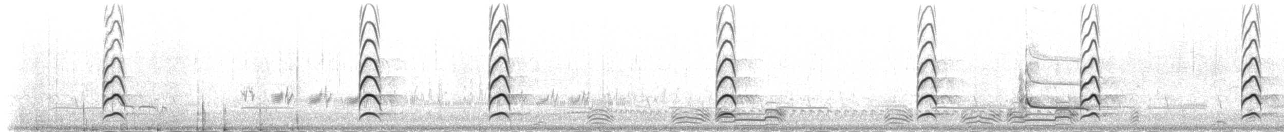 Black-tailed Godwit (islandica) - ML235453
