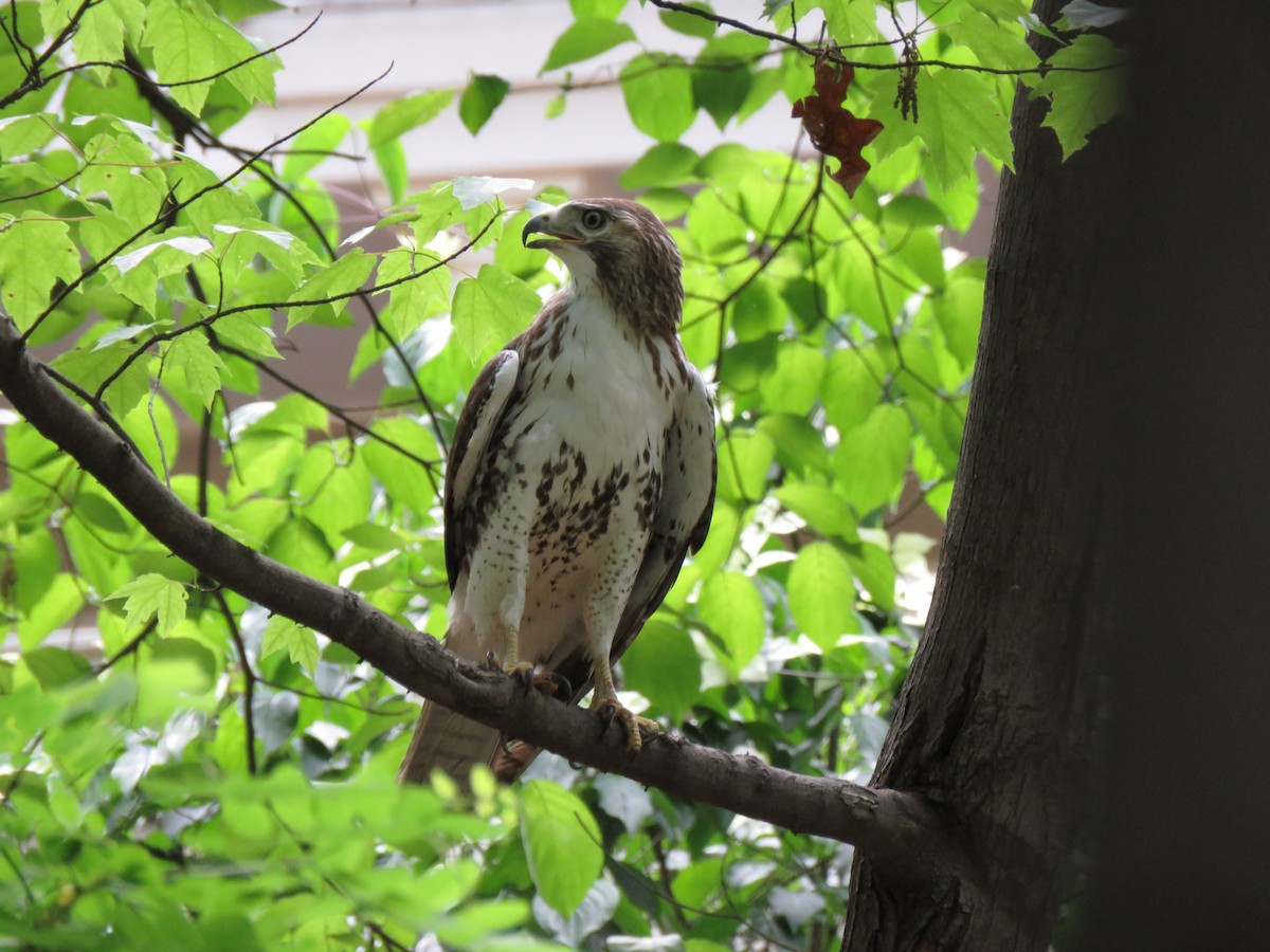 Red-tailed Hawk - ML235453401