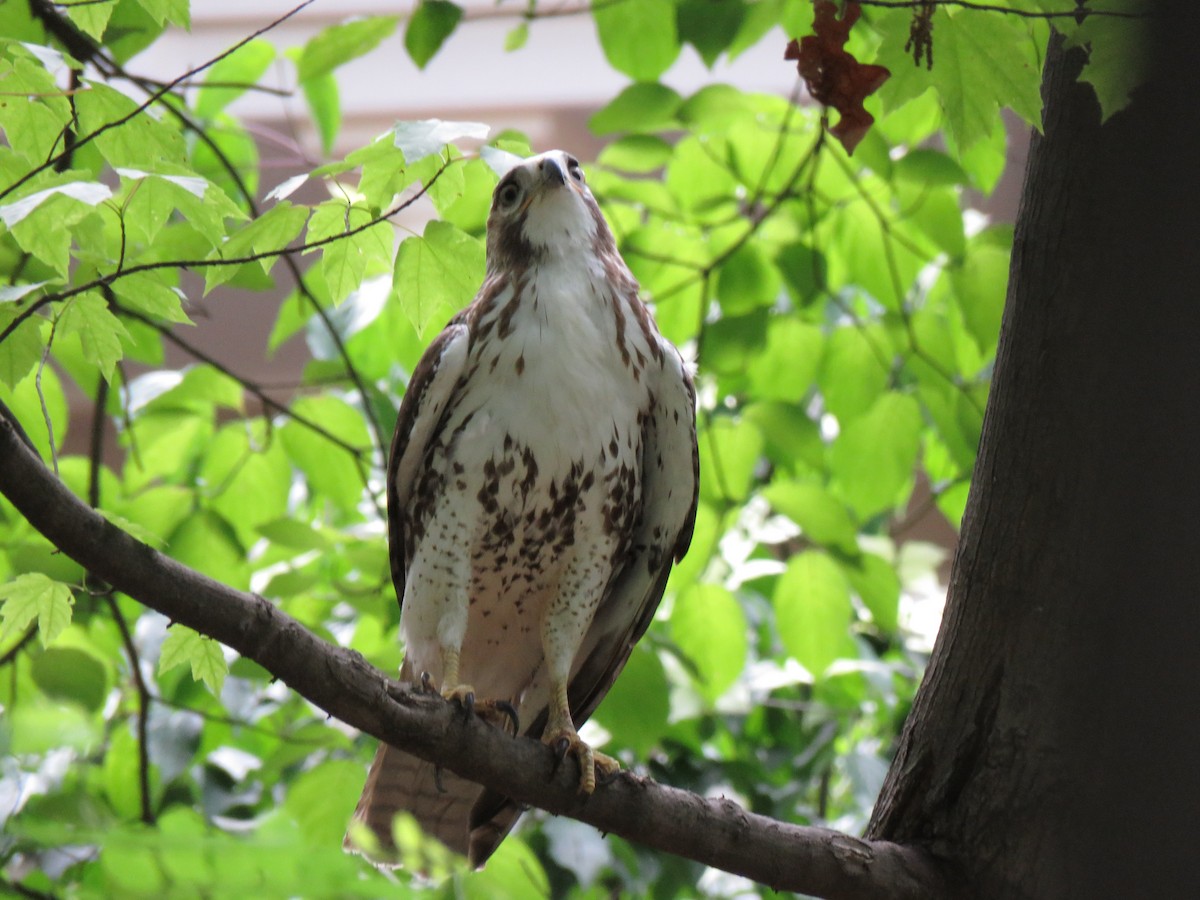 Red-tailed Hawk - ML235453621
